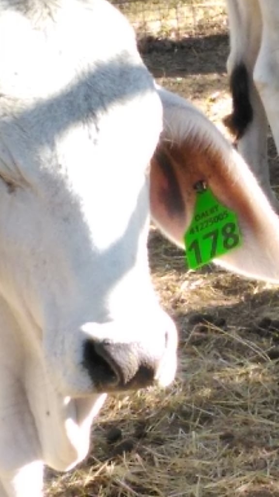 Cattle ear tags