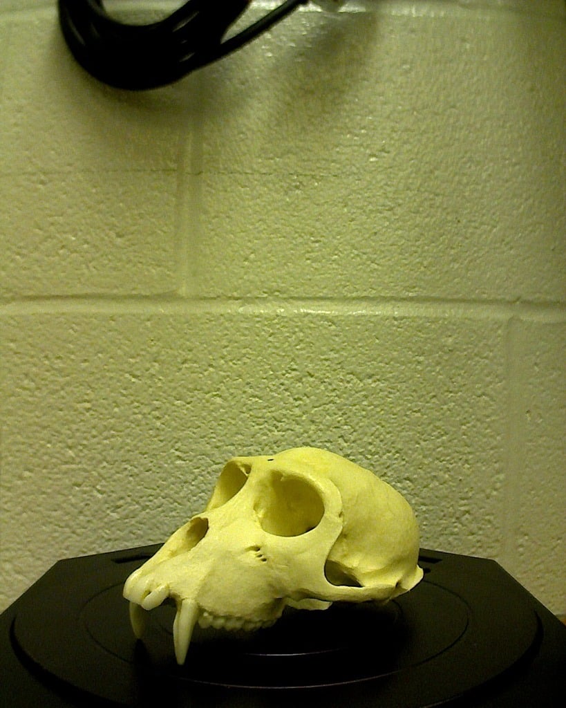 Monkey Skull Scan