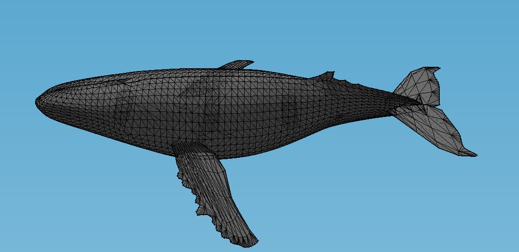 Humpback Whale