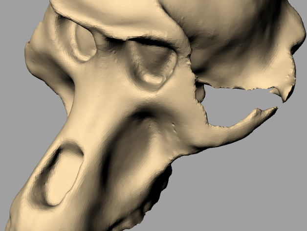3D Scanned Monkey Skull