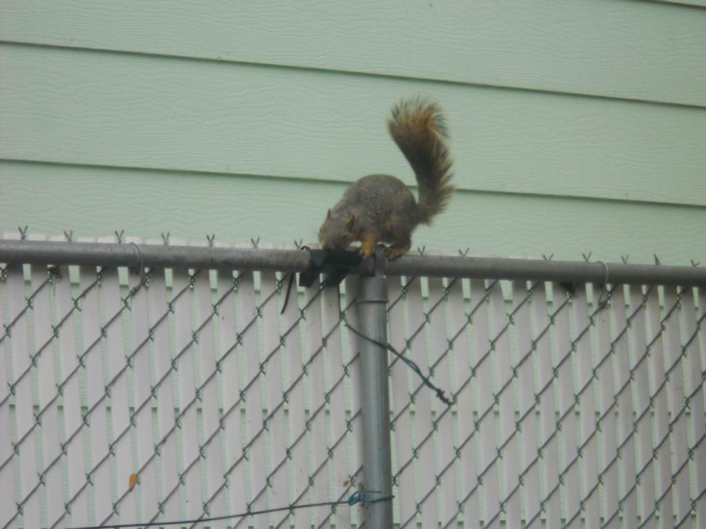 Squirrel fence feeder