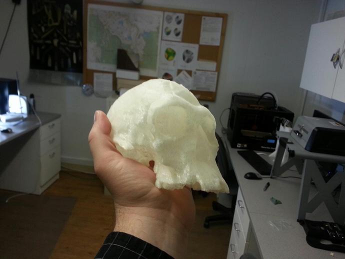 Homo Habilis (KNM ER 1813) Skull