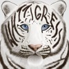 whttigress