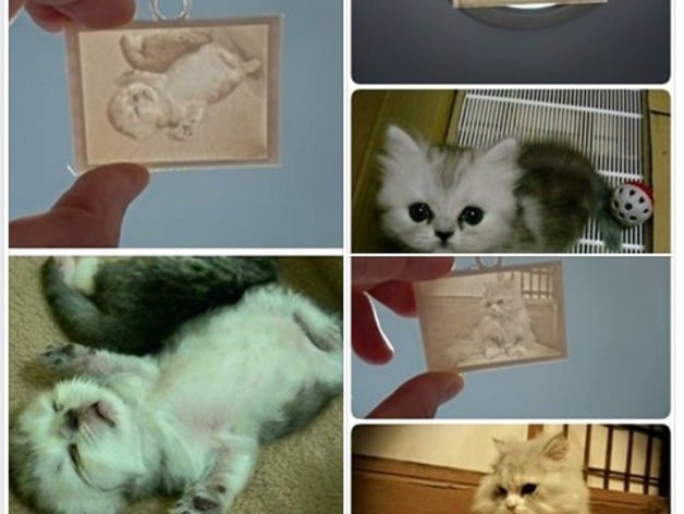 Picture (up light ) - Cats