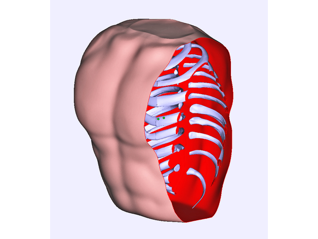 Anatomical Model_Torax