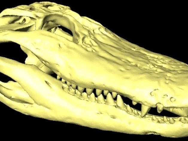 Alligator Skull - 1:4 Scale