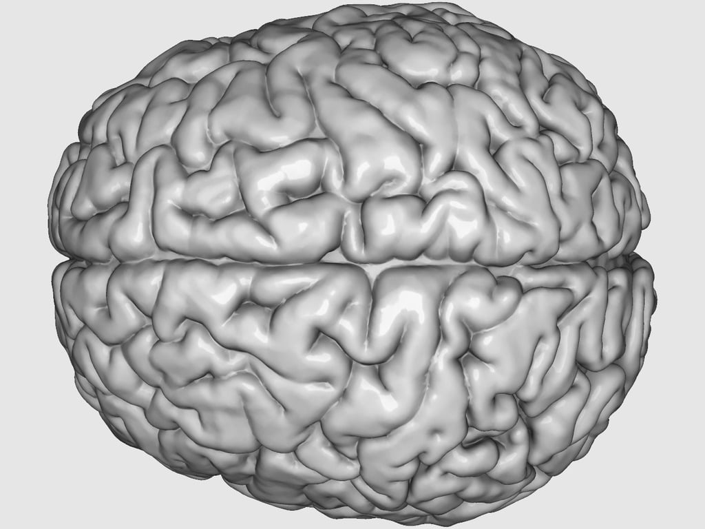 Printable "Visible Human" Brain