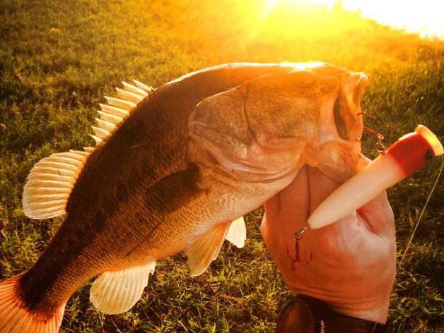 Texas 3D Fishing Lure
