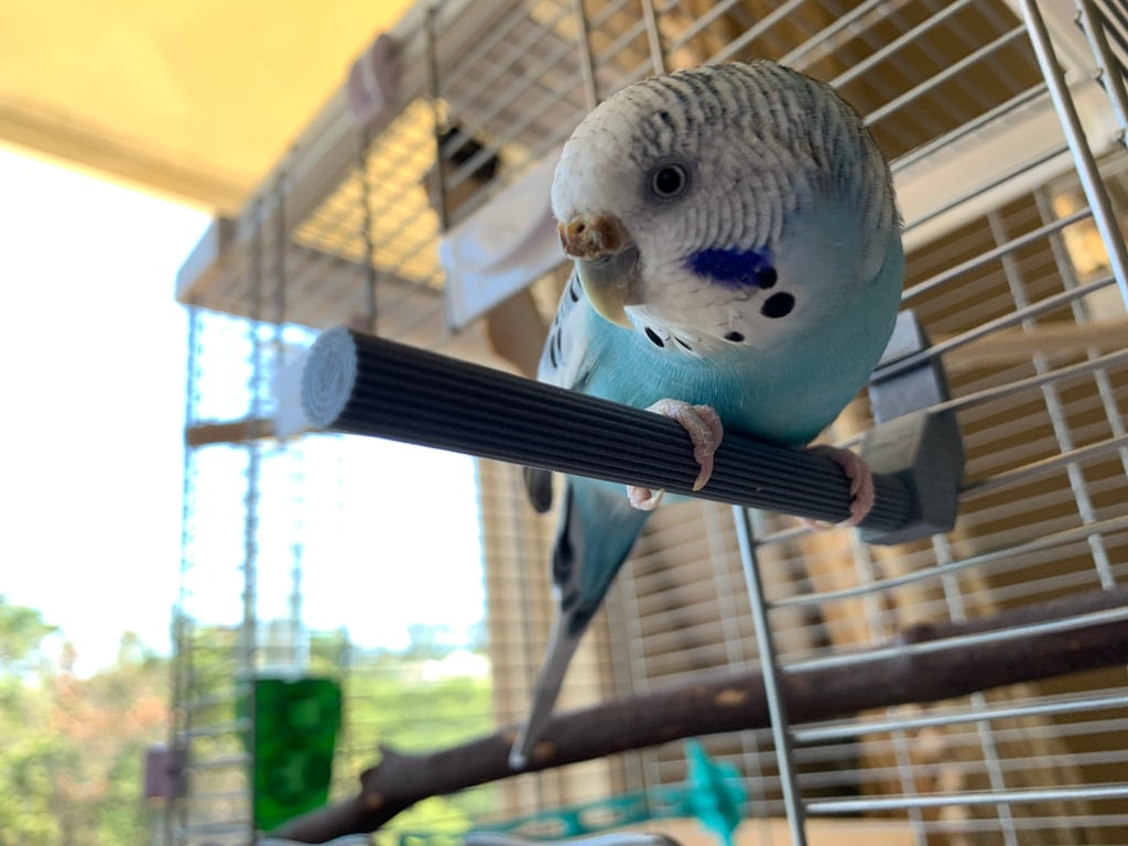 Pet Parakeet Cage Perch (STAR)