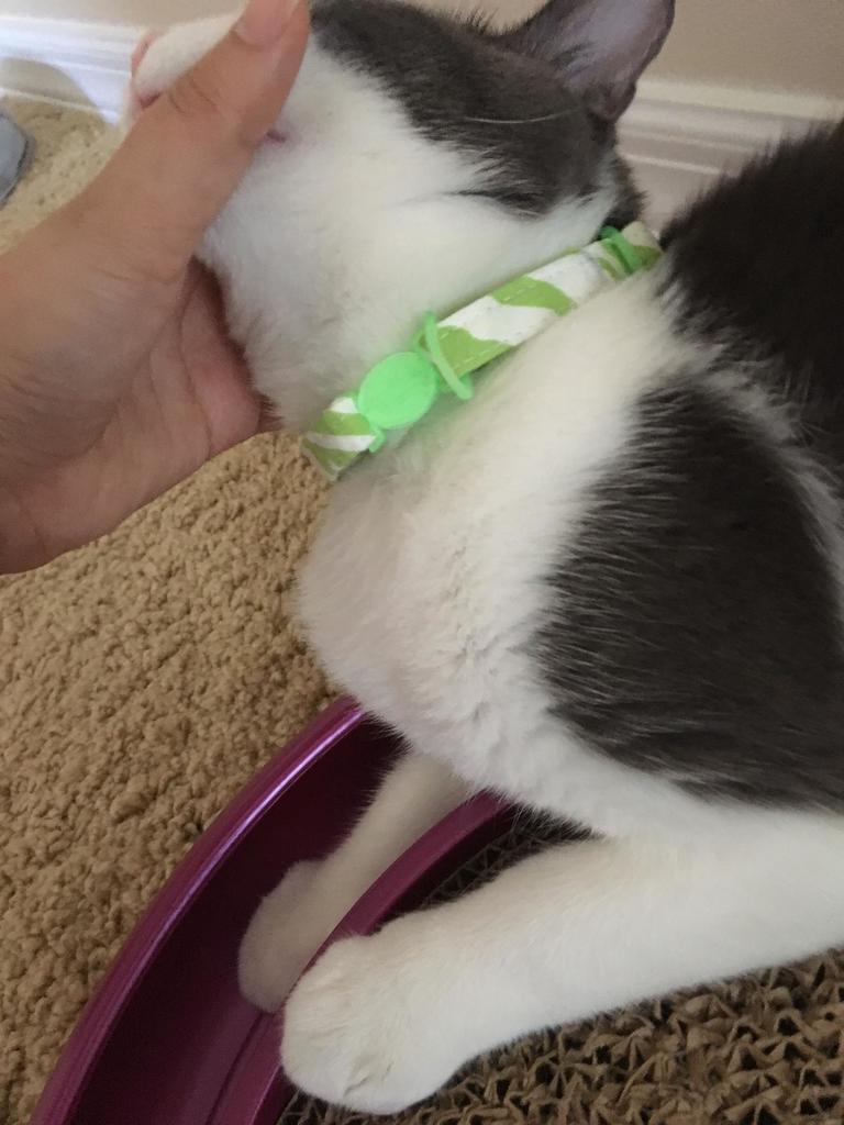 Adjustable breakaway cat collar