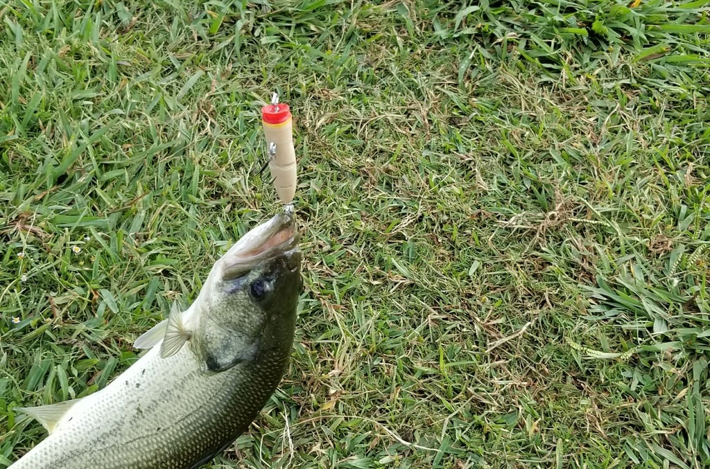 THE Finger! Bass fishing Lure