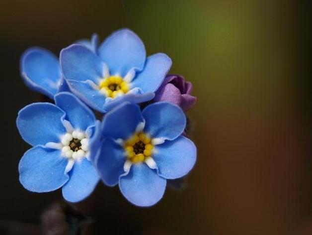 Forget-me-not flower badge