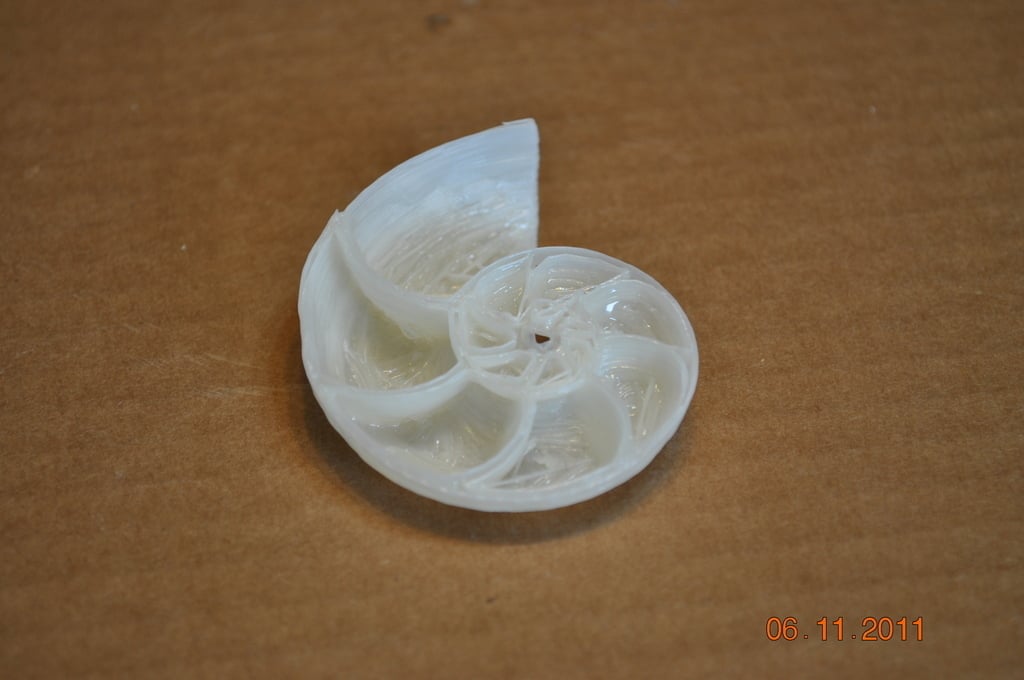 Nautilus Shell