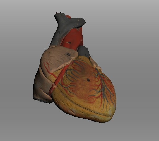 Human Heart Life Size