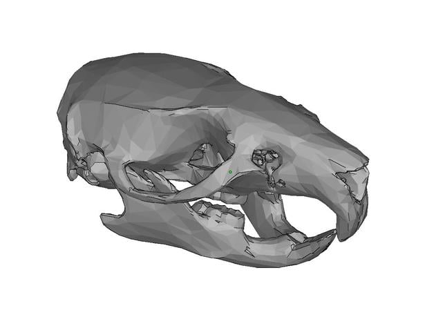 Rat skull + mandible