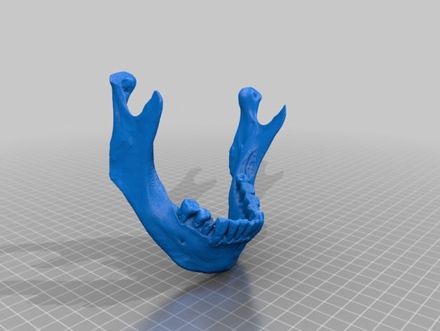 Human Jaw 3D Scanned