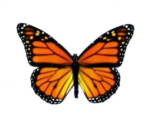 MothMuse