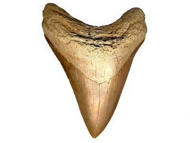 Shark Tooth Model