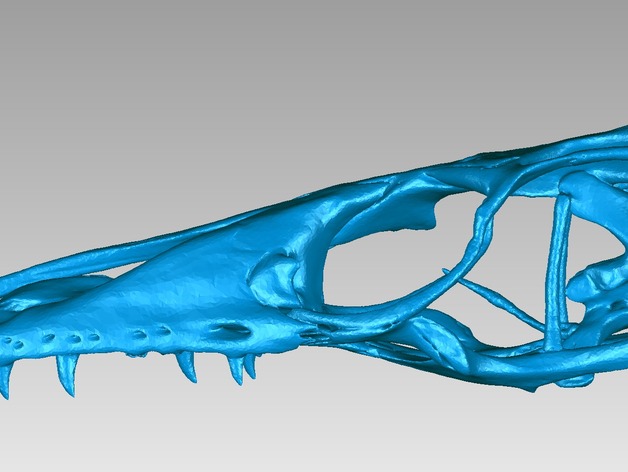 Skull of a Nile Monitor (Varanus niloticus)