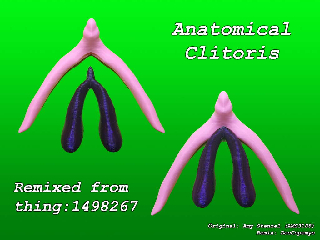 Anatomical Clitoris (Cavernosum and Spongiosum)
