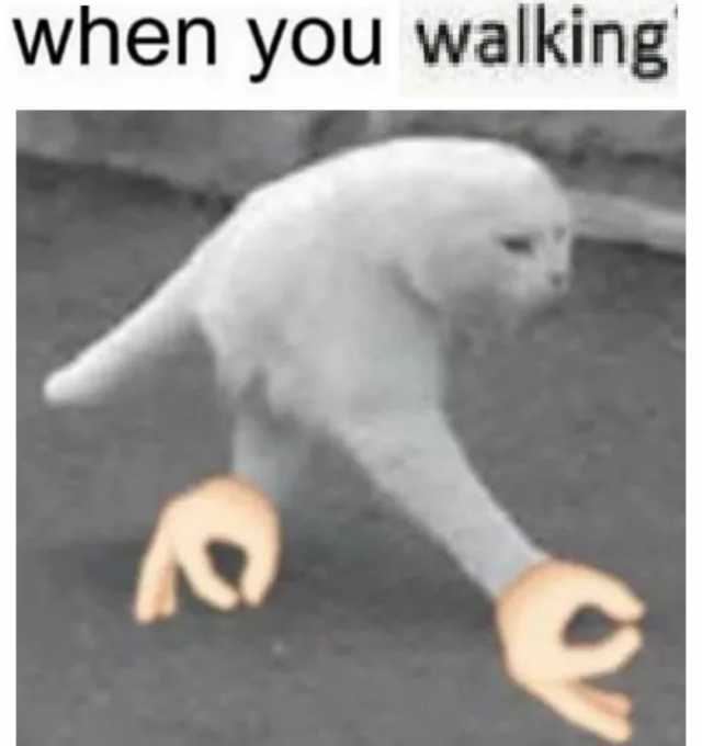 meme bipedal walking cat