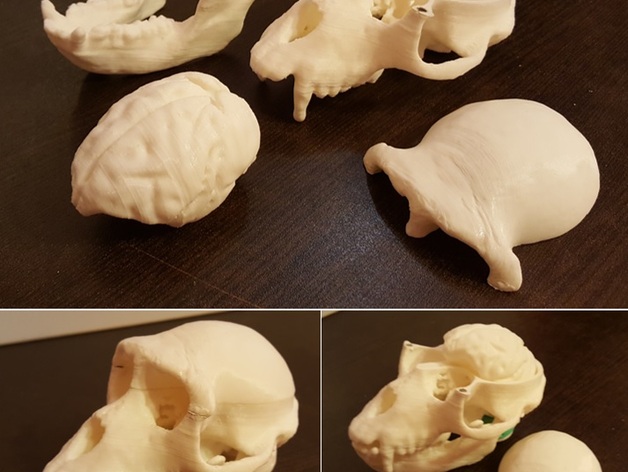Monkey skull and brain