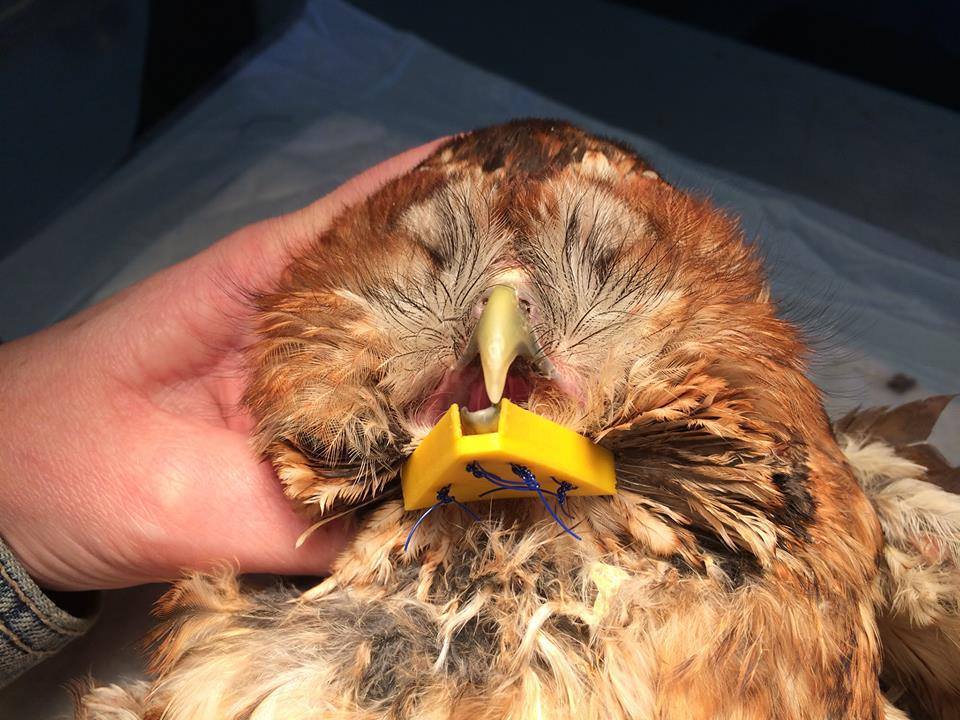 Splint  fracture beak tawny owl -strix aluco
