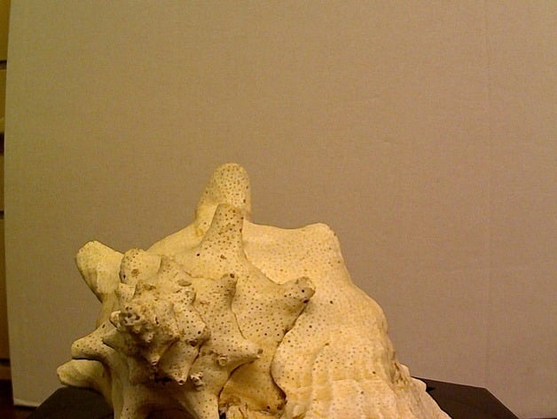 Conch Shell Gastropod