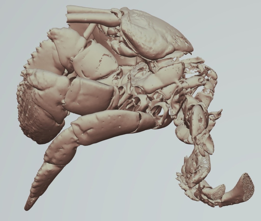 Hermit crab - Cancellus macrothrix