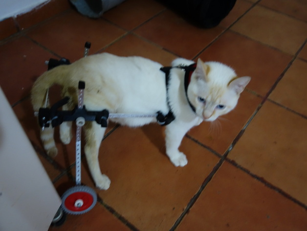 Pet wheelchair (small)