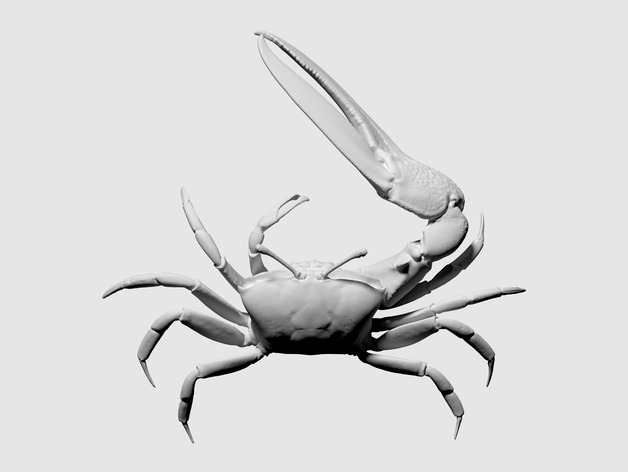 3D scan of a fiddler crab