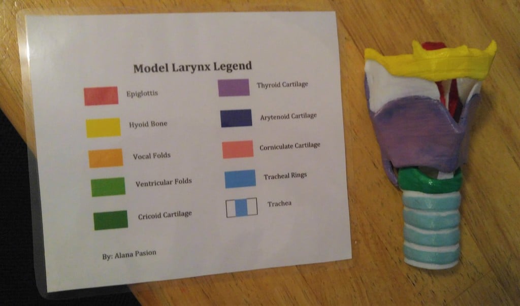 Larynx Model in Parts