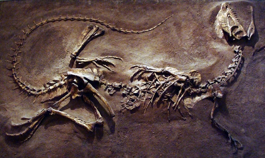 Dilophosaurus Dinosaur Fossil