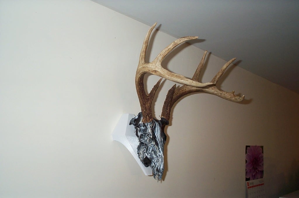 Deer Skull Wall Mount