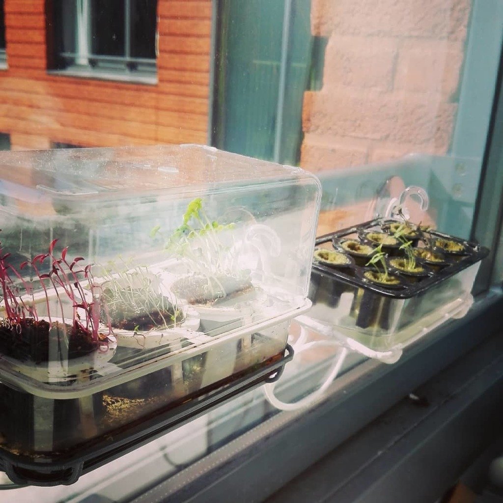 Seedling starters  (for Window Greenhouse)