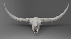 Bison latifrons skull