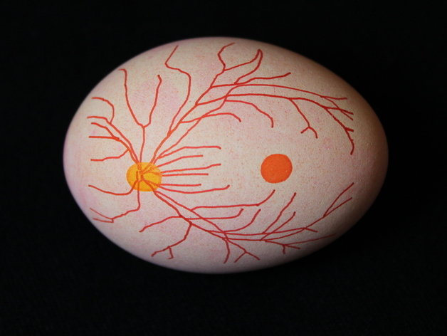Egg-Bot Ocular Fundus