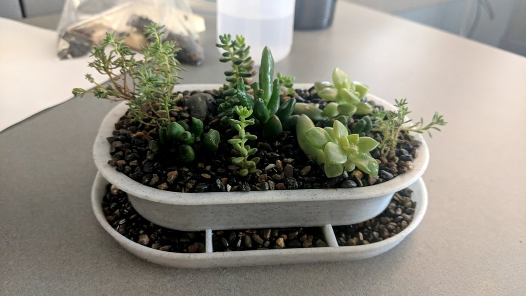 Succulent planter with drainage tray