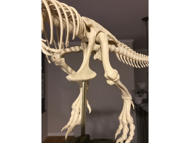T Rex Skeleton Fixed And Printable By Icefox1983 Thingiverse - t rex skeleton roblox id