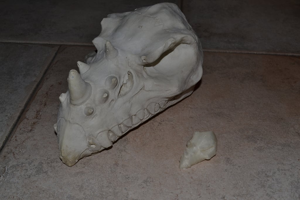 Dragon Skull