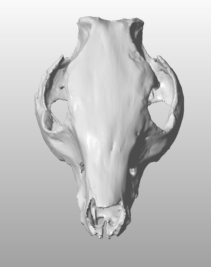 Pig Skull scan