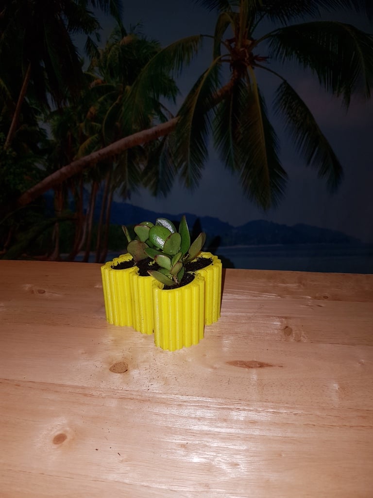 succulent  pot