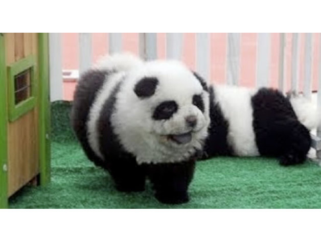 Diy Panda Dog With Animal Proof And Friendly Paint