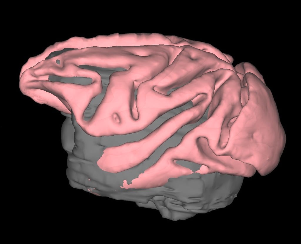macaque brain from MRI
