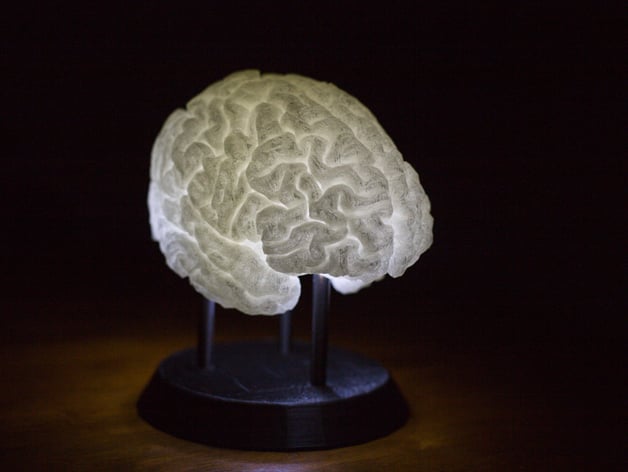 LED-Lit Brain