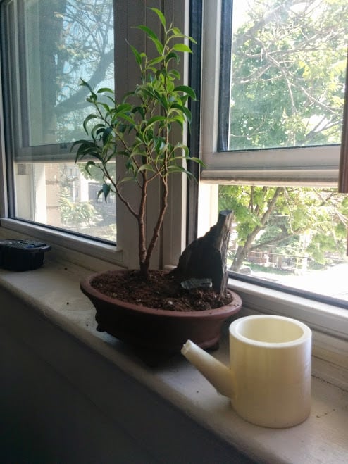Bonsai Watering Can