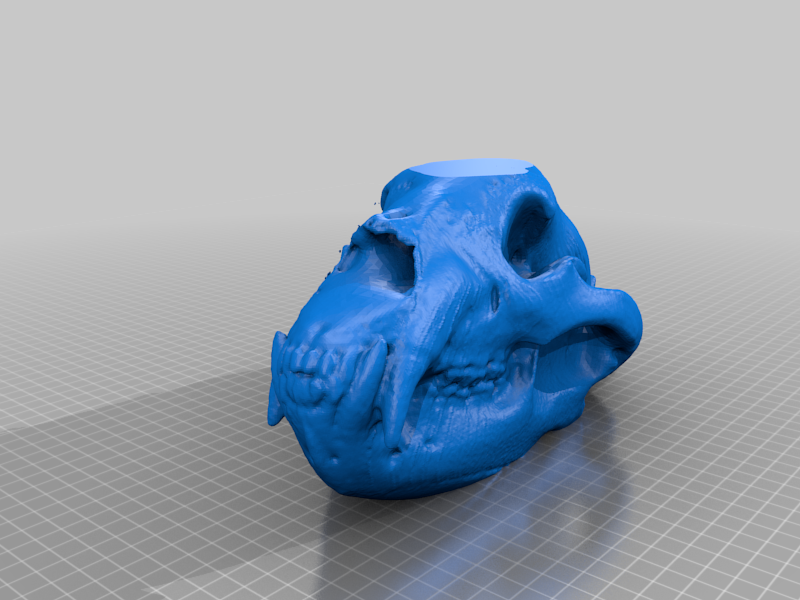 Black Bear Skull