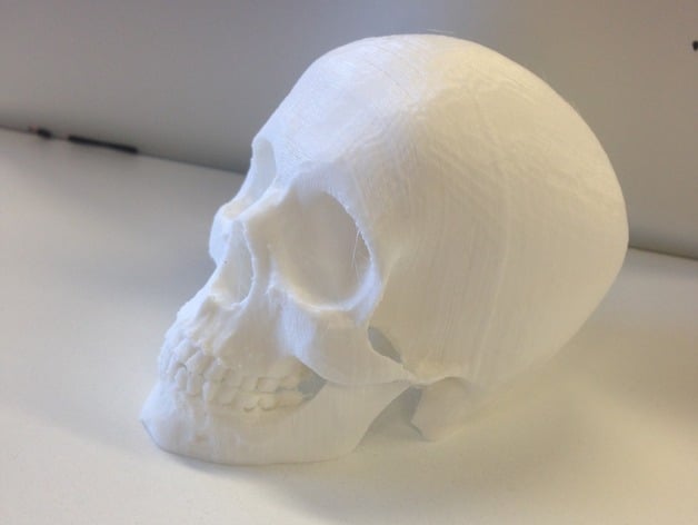 Reoriented Skull For Supportless Printing
