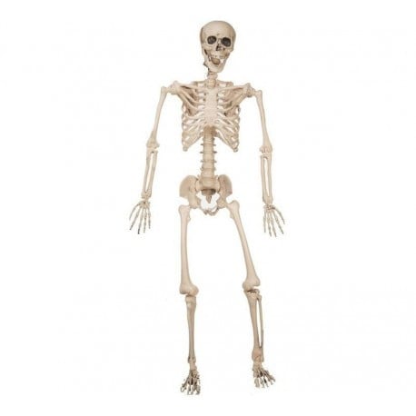 Esqueleto del Ser Humano