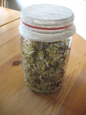 Sprout Jar holder